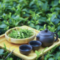 Popular Chinese green tea loose leaf green tea